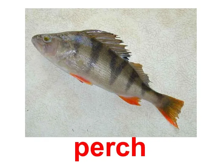 perch