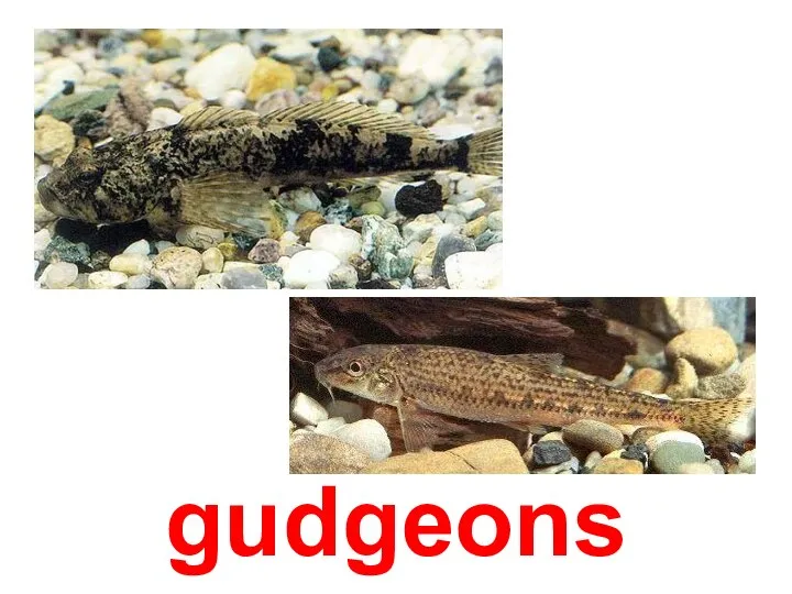 gudgeons