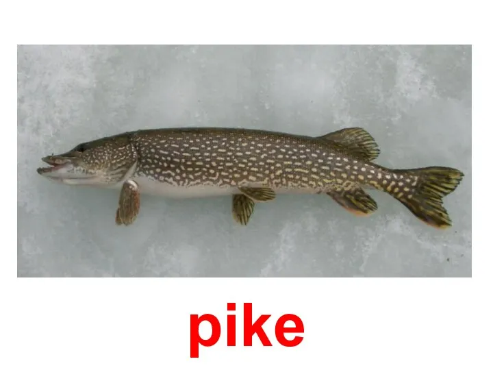 pike