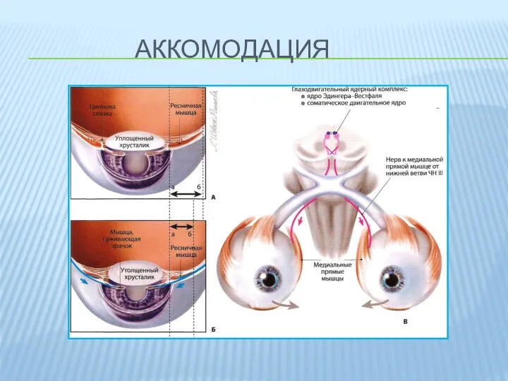 АККОМОДАЦИЯ