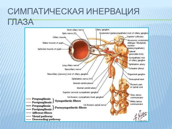 СИМПАТИЧЕСКАЯ ИНЕРВАЦИЯ ГЛАЗА