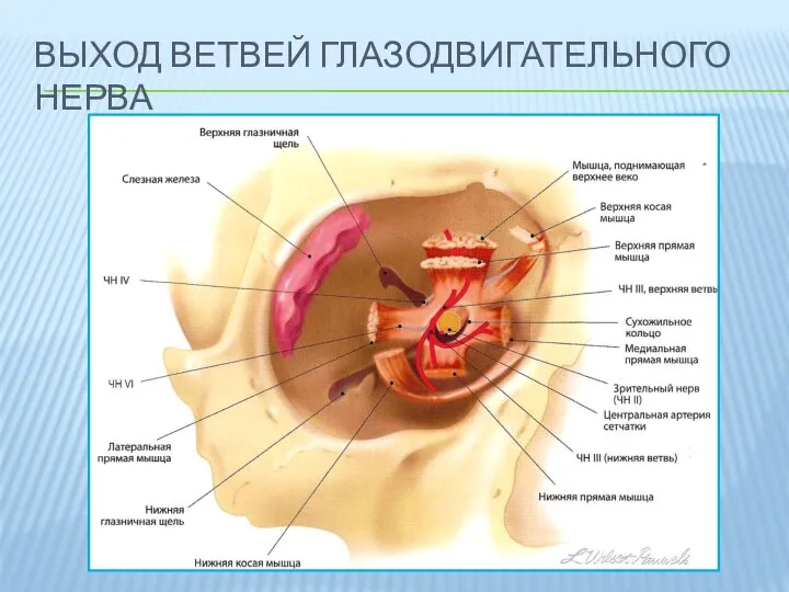 ВЫХОД ВЕТВЕЙ ГЛАЗОДВИГАТЕЛЬНОГО НЕРВА