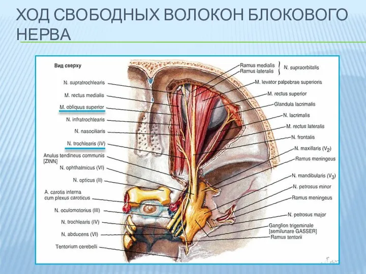 ХОД СВОБОДНЫХ ВОЛОКОН БЛОКОВОГО НЕРВА