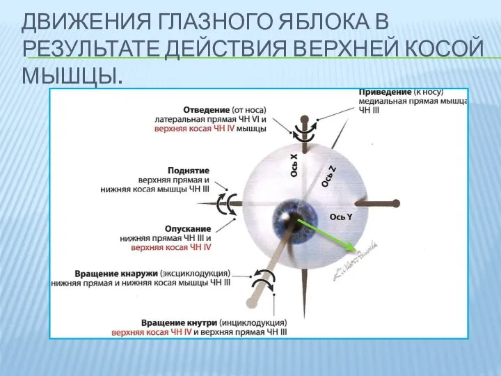 ДВИЖЕНИЯ ГЛАЗНОГО ЯБЛОКА В РЕЗУЛЬТАТЕ ДЕЙСТВИЯ ВЕРХНЕЙ КОСОЙ МЫШЦЫ.