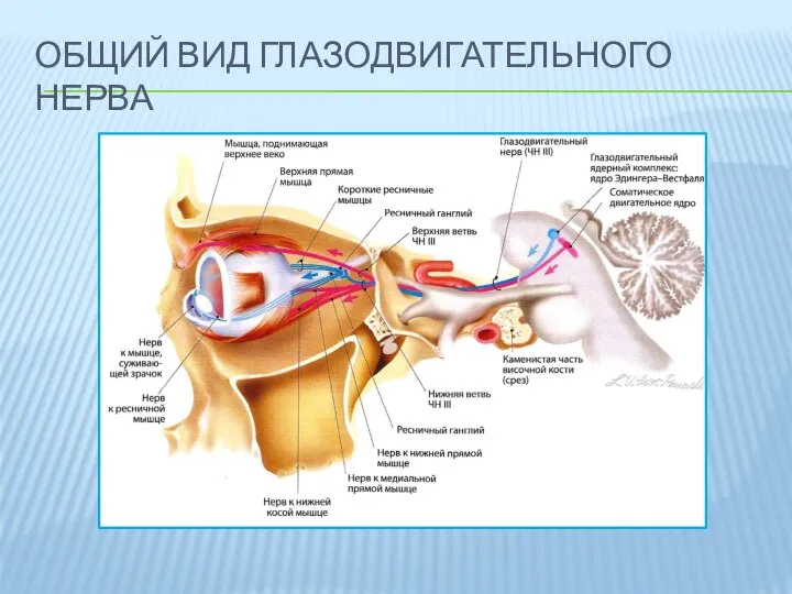 ОБЩИЙ ВИД ГЛАЗОДВИГАТЕЛЬНОГО НЕРВА