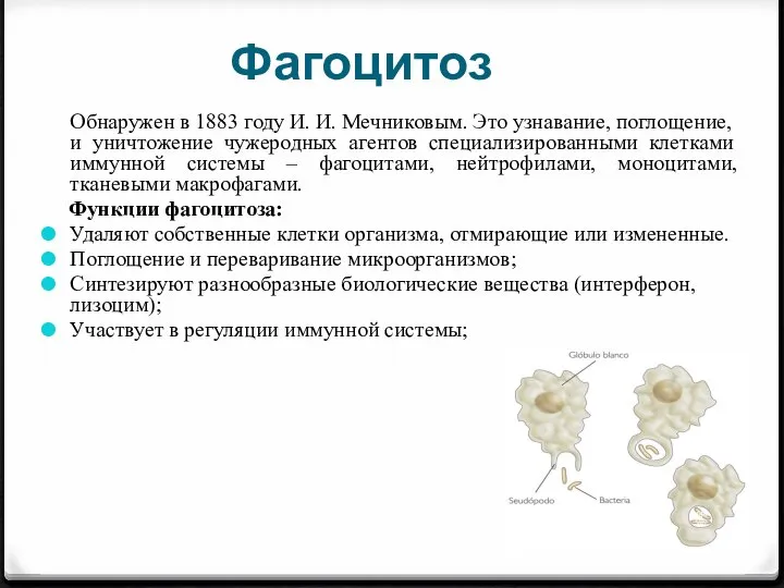 Фагоцитоз Обнаружен в 1883 году И. И. Мечниковым. Это узнавание, поглощение, и