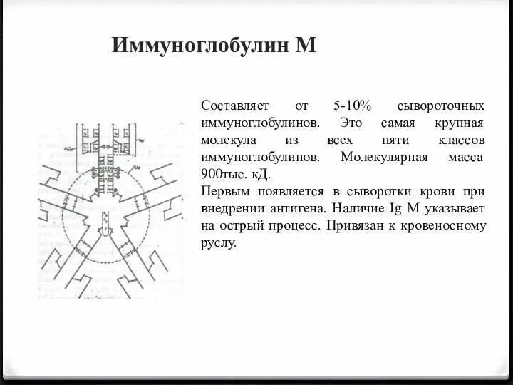 Иммуноглобулин М Составляет от 5-10% сывороточных иммуноглобулинов. Это самая крупная молекула из