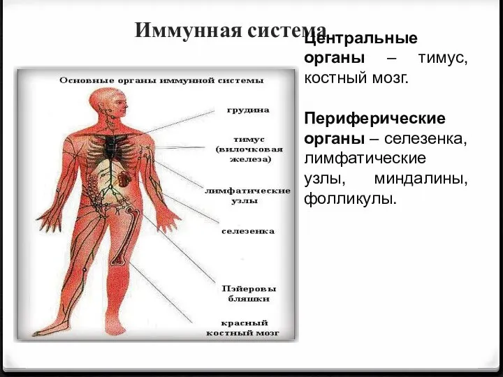Иммунная система Центральные органы – тимус, костный мозг. Периферические органы – селезенка, лимфатические узлы, миндалины, фолликулы.