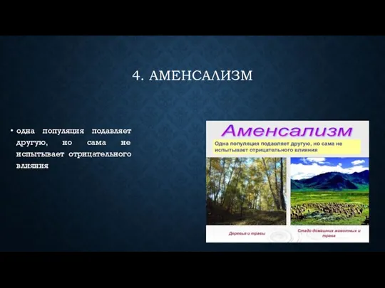 4. АМЕНСАЛИЗМ одна популяция подавляет другую, но сама не испытывает отрицательного влияния