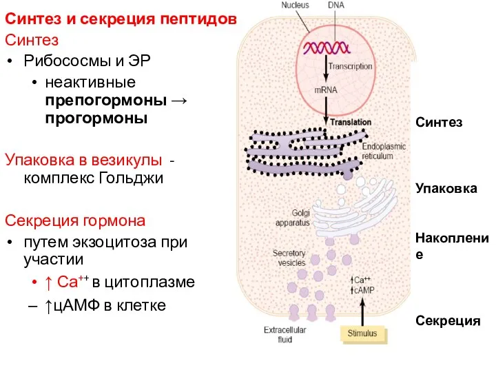 Синтез и секреция пептидов Синтез Рибососмы и ЭР неактивные препогормоны → прогормоны