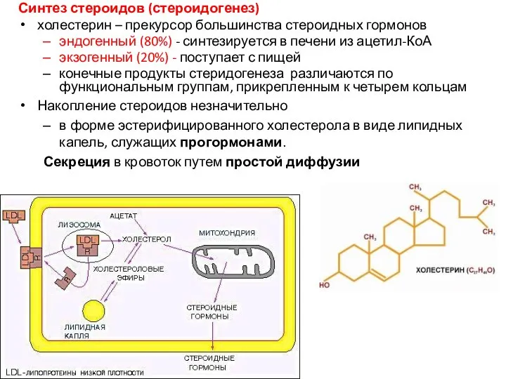 Синтез стероидов (стероидогенез) холестерин – прекурсор большинства стероидных гормонов эндогенный (80%) -