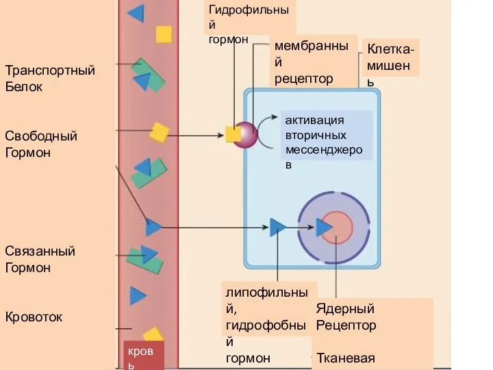 Транспортный Белок Свободный Гормон Связанный Гормон Кровоток Гидрофильный гормон мембранный рецептор Клетка-