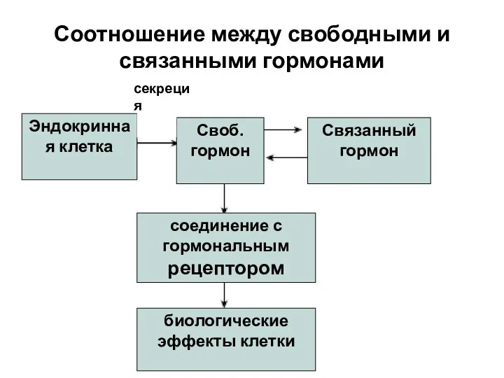 Соотношение между свободными и связанными гормонами секреция гормона соединение с гормональным рецептором