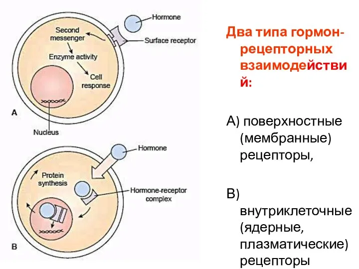 Два типа гормон-рецепторных взаимодействий: А) поверхностные (мембранные) рецепторы, В) внутриклеточные (ядерные, плазматические) рецепторы