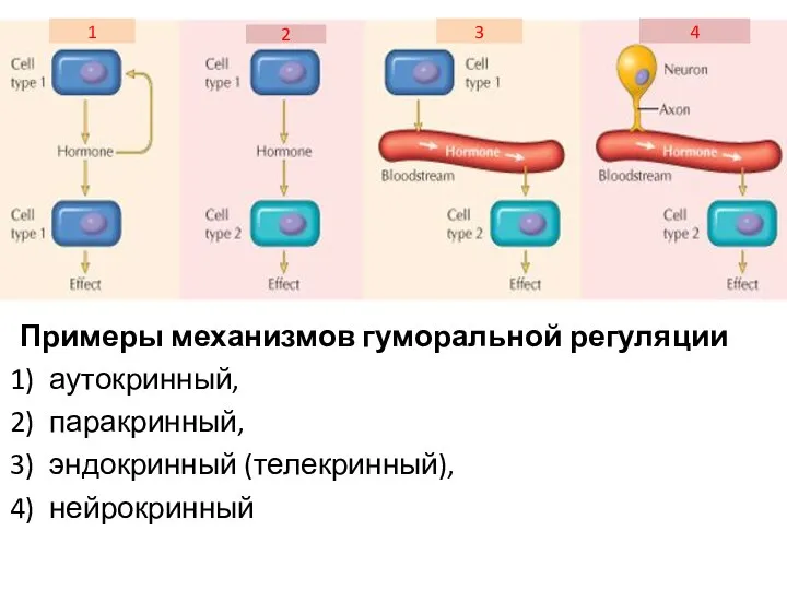 Примеры механизмов гуморальной регуляции аутокринный, паракринный, эндокринный (телекринный), нейрокринный 1 2 4 3
