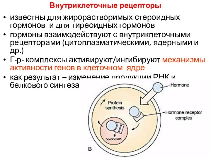 Внутриклеточные рецепторы известны для жирорастворимых стероидных гормонов и для тиреоидных гормонов гормоны