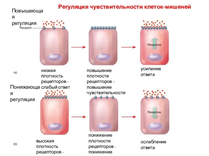 Регуляция чувствительности клеток-мишеней Повышающая регуляция Понижающая регуляция низкая плотность рецепторов - слабый