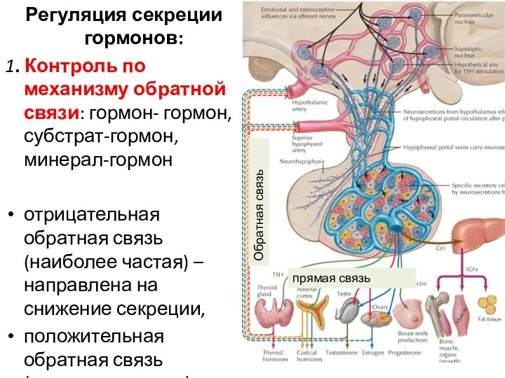 Регуляция секреции гормонов: 1. Контроль по механизму обратной связи: гормон- гормон, субстрат-гормон,