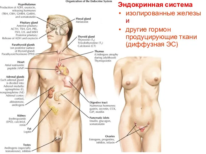 Эндокринная система изолированные железы и другие гормон продуцирующие ткани (диффузная ЭС)