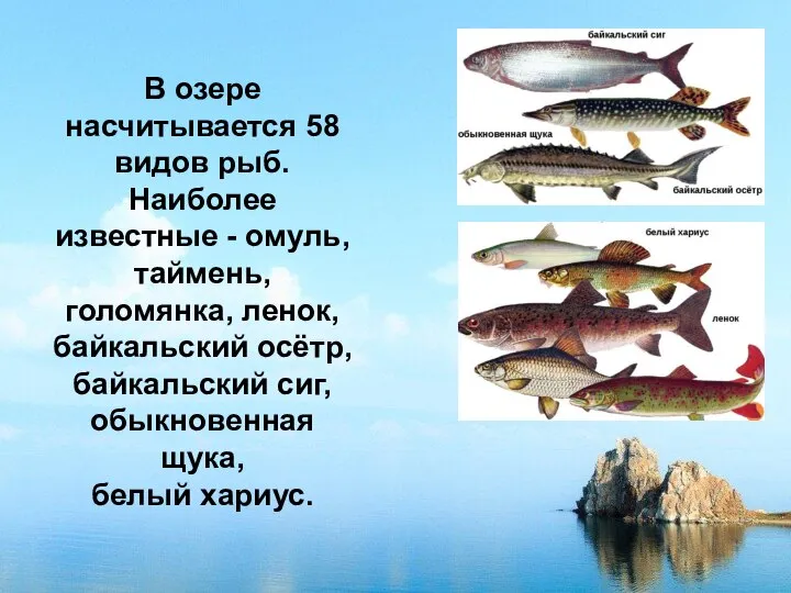 В озере насчитывается 58 видов рыб. Наиболее известные - омуль, таймень, голомянка,