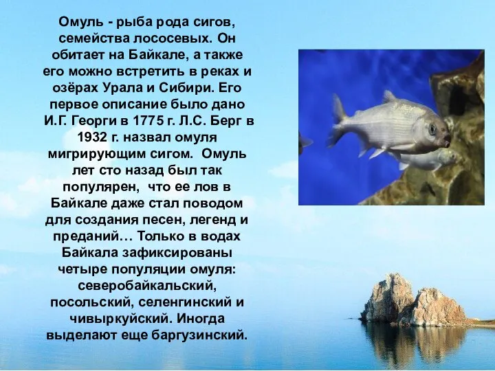 Омуль - рыба рода сигов, семейства лососевых. Он обитает на Байкале, а