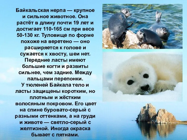 Байкальская нерпа — крупное и сильное животное. Она растёт в длину почти