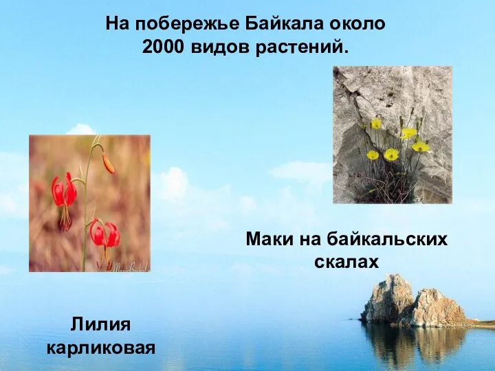 На побережье Байкала около 2000 видов растений. Лилия карликовая Маки на байкальских скалах