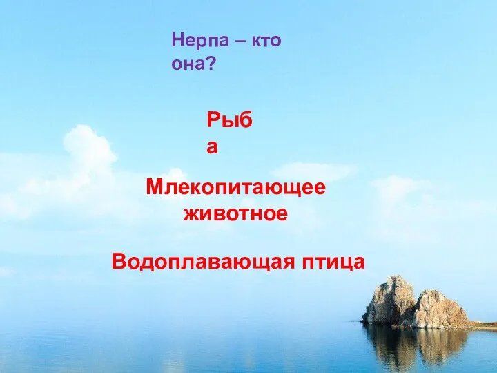 Водоплавающая птица Нерпа – кто она? Рыба Млекопитающее животное