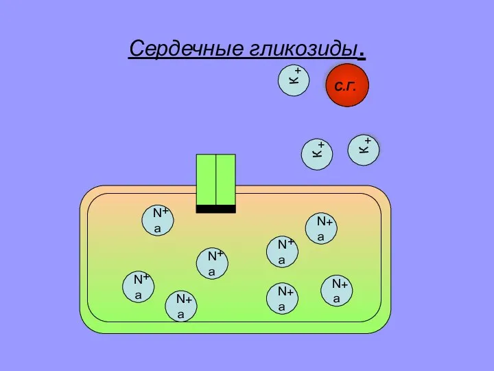 Сердечные гликозиды. К Na + + К + К + Na +