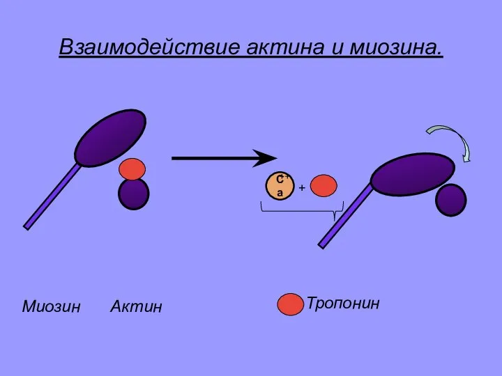 Взаимодействие актина и миозина. Миозин Актин Тропонин Ca ++ +