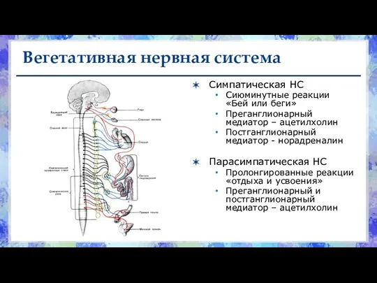 Вегетативная нервная система Симпатическая НС Сиюминутные реакции «Бей или беги» Преганглионарный медиатор