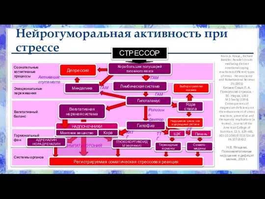 Нейрогуморальная активность при стрессе Kevin A. Keaya,, Richard Bandler. Parallel circuits mediating