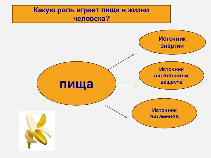 пища Источник энергии Источник питательных веществ Источник витаминов Какую роль играет пища в жизни человека?