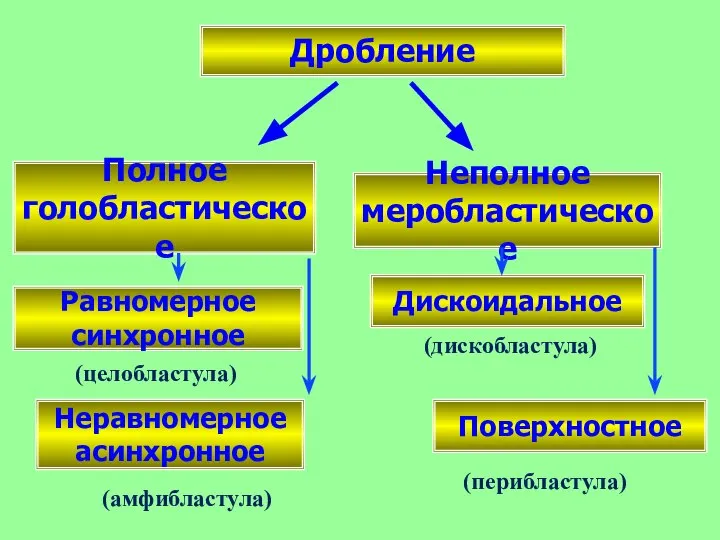 Полное голобластическое Неполное меробластическое Дробление Равномерное синхронное Неравномерное асинхронное Поверхностное Дискоидальное (целобластула) (амфибластула) (дискобластула) (перибластула)