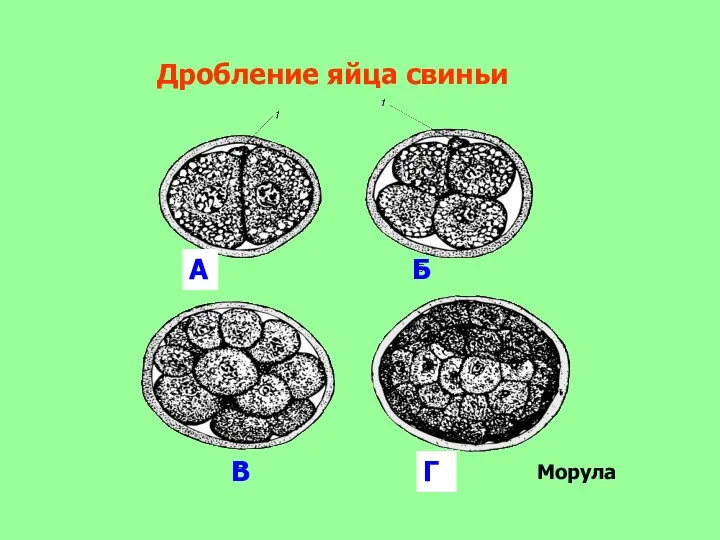 Дробление яйца свиньи Морула