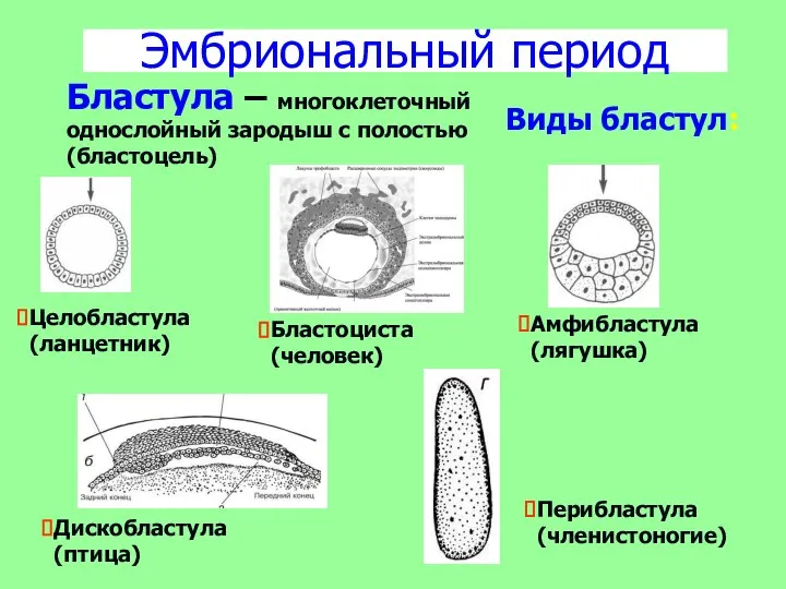 Эмбриональный период Бластула – многоклеточный однослойный зародыш с полостью (бластоцель) Виды бластул: