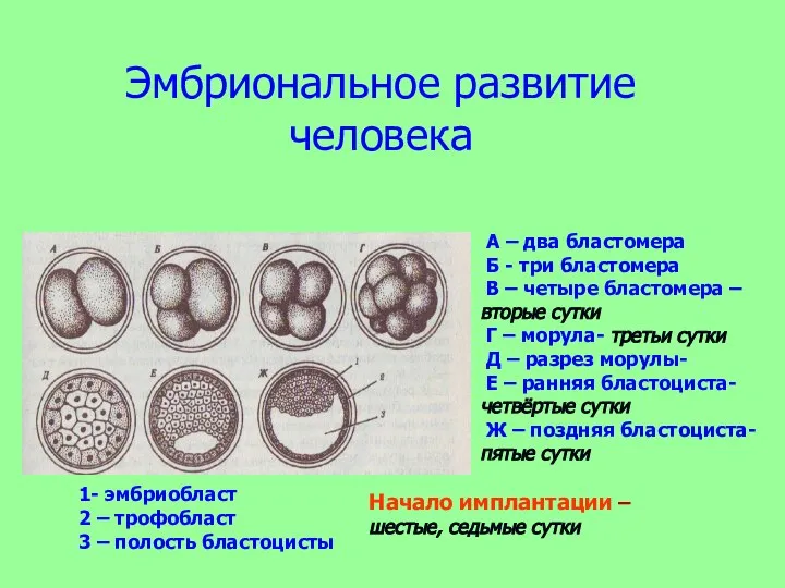 Эмбриональное развитие человека 1- эмбриобласт 2 – трофобласт 3 – полость бластоцисты