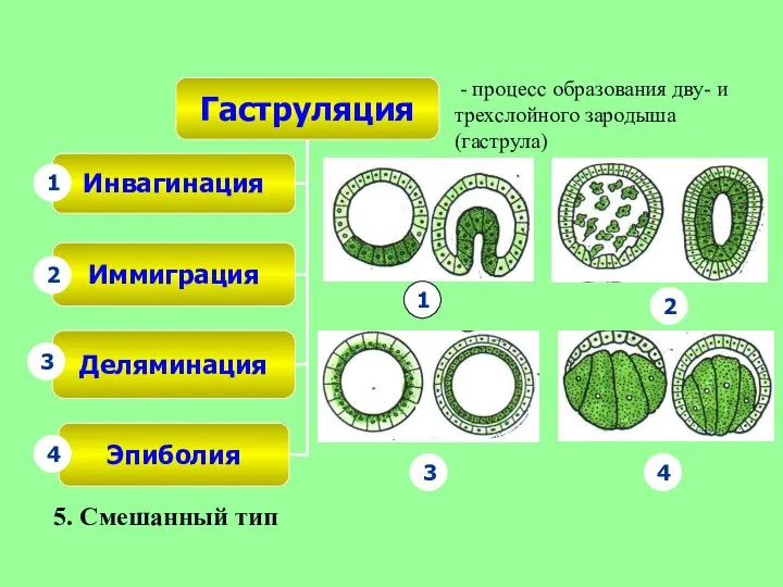 4 3 2 1 - процесс образования дву- и трехслойного зародыша (гаструла) 5. Смешанный тип