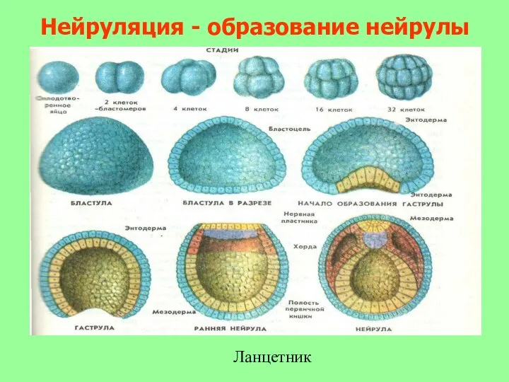 Нейруляция - образование нейрулы Ланцетник