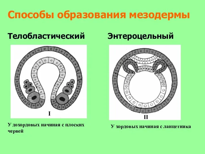 Способы образования мезодермы Телобластический Энтероцельный У дохордовых начиная с плоских червей У хордовых начиная с ланцетника