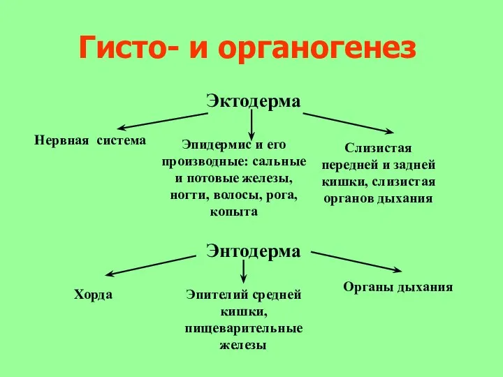 Гисто- и органогенез Эктодерма Нервная система Эпидермис и его производные: сальные и