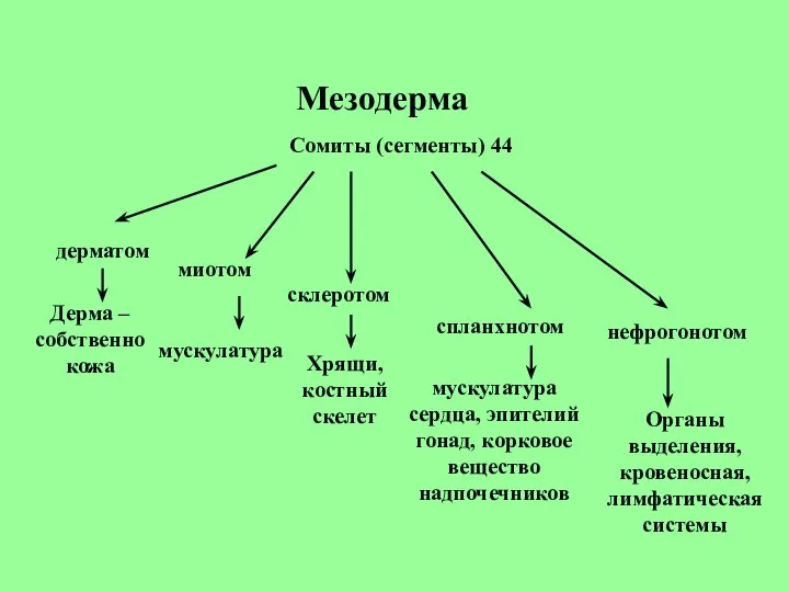 Мезодерма Сомиты (сегменты) 44 дерматом миотом спланхнотом склеротом нефрогонотом Дерма – собственно