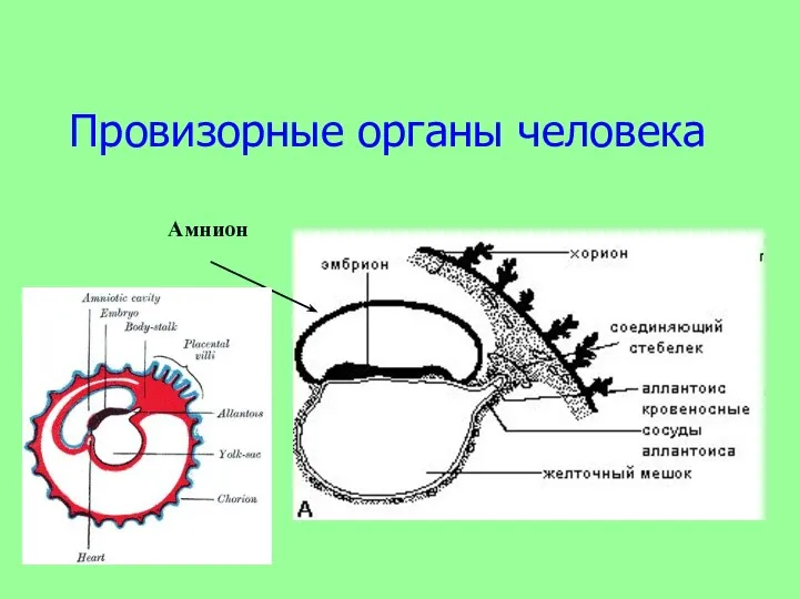 Провизорные органы человека 5 6 Амнион