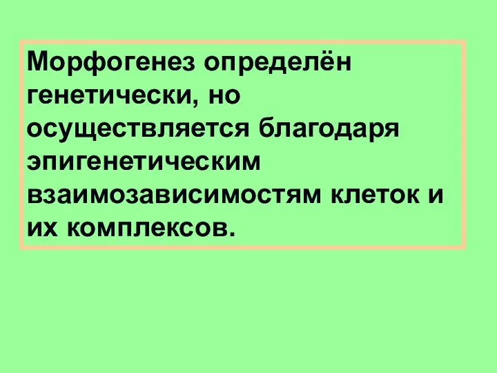 Морфогенез определён генетически, но осуществляется благодаря эпигенетическим взаимозависимостям клеток и их комплексов.