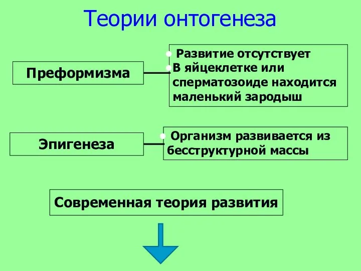 Теории онтогенеза Преформизма Эпигенеза Современная теория развития Развитие отсутствует В яйцеклетке или