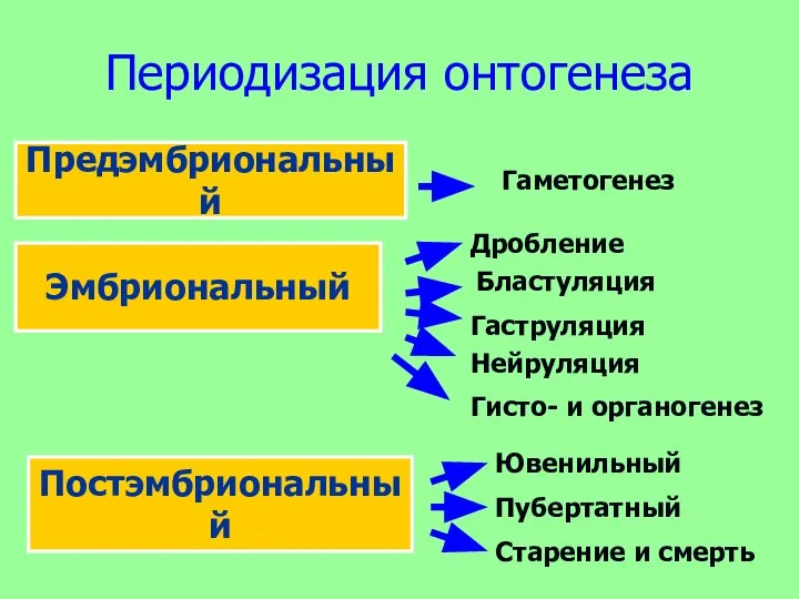 Периодизация онтогенеза Предэмбриональный Эмбриональный Постэмбриональный Гаметогенез Гаструляция Гисто- и органогенез Ювенильный Пубертатный