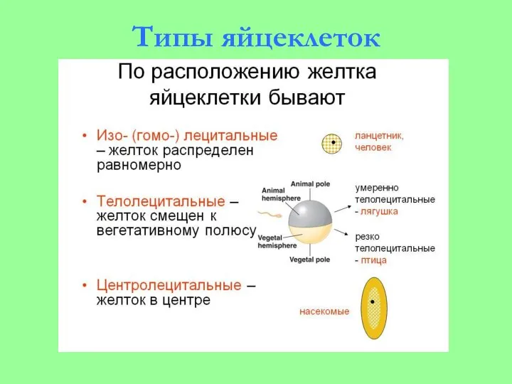 Типы яйцеклеток