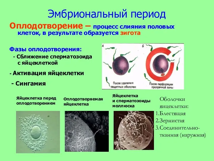 Эмбриональный период Оплодотворение – процесс слияния половых клеток, в результате образуется зигота