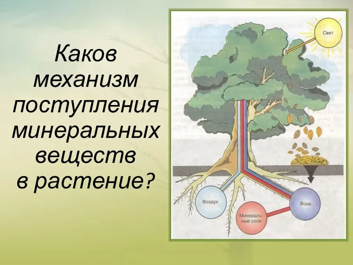 Каков механизм поступления минеральных веществ в растение?