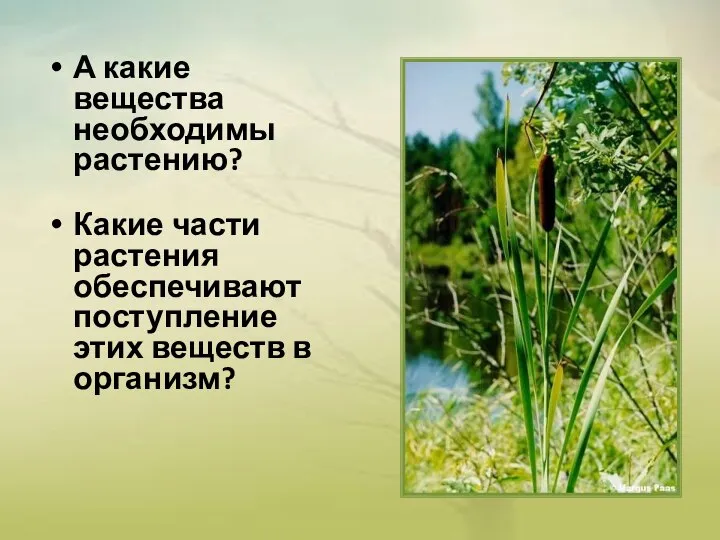 А какие вещества необходимы растению? Какие части растения обеспечивают поступление этих веществ в организм?